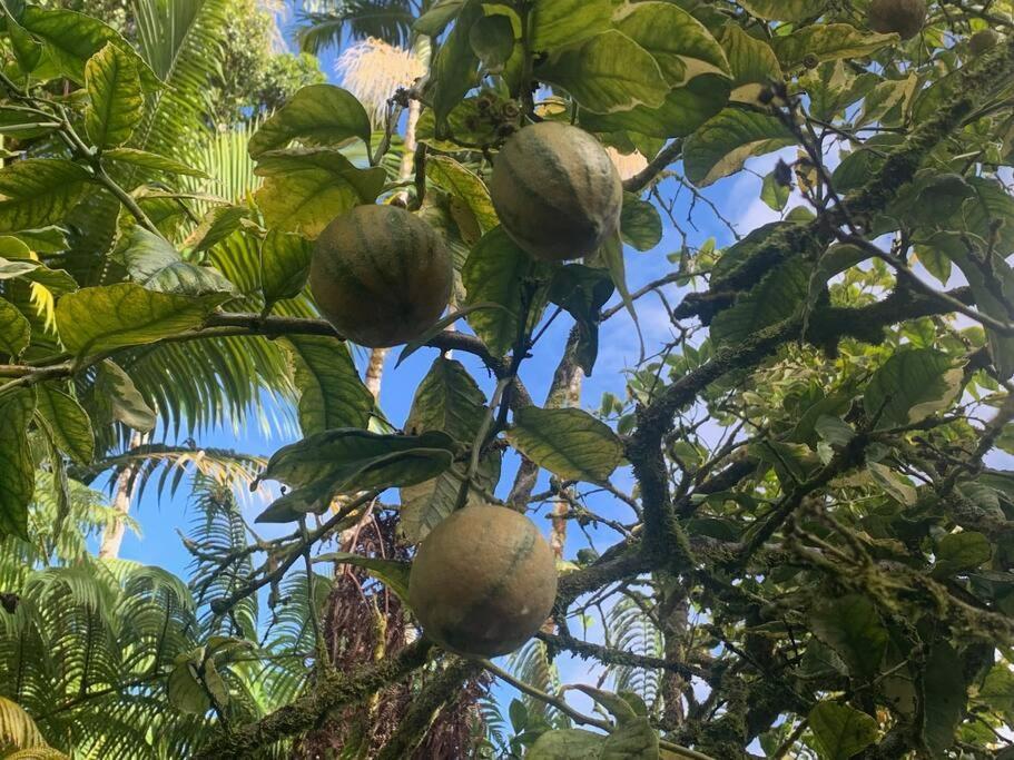 Lemon Tree Lanai Apartment Keaau Exterior photo